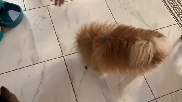 Вкусняшкам всегда очень рады, сегодня легкое. смотреть онлайн