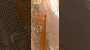 Багамол в Ребрихи