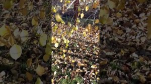 Сорт груши БЕРГАМОТ   #сад #огород #деревья #саженцы #груша