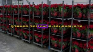 ТОП Бизнес идея. Выращивание цветов в теплице.