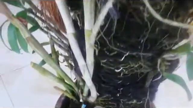 Huge Orchid Plant - Dendrobium Hybrid with Purple Flowers - Plenty of flowers смотреть онлайн