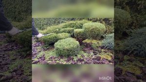 Как ОБРЕЗАТЬ и ФОРМИРОВАТЬ МОЖЖЕВЕЛЬНИК!