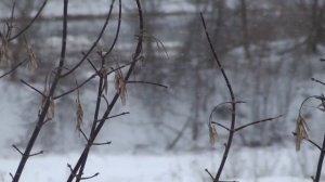 бьётся в тесной печурке огонь , землянка