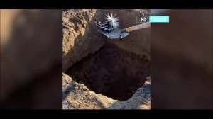 Смешное видео про животных. Приколы с животными. Подборка приколов