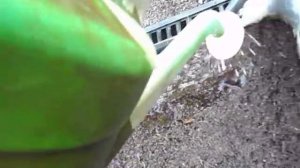 Посев кальциолярии для цветения на 8 марта, сроки.