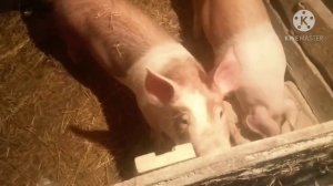 БМВД Свиньям!!! Привес 20 кг в месяц...