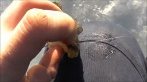 Охота за ротанами. Здоровенные ротаны на живца. Рыбалка на жерлицы.  Super cool! Huge fish