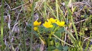 Field Notes Friday: Marsh Marigolds