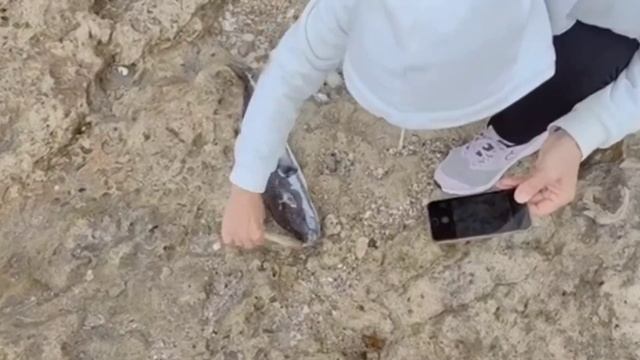 Осторожно!!! яд тетродоксин. Ядовитая рыбка в Средиземном Фугу. или по другому Серебристый иглобрюх смотреть онлайн