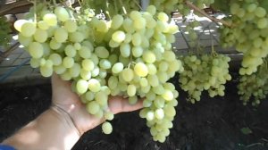 Виноградник Юрия Матвеева на 2 сентября 2023 года.