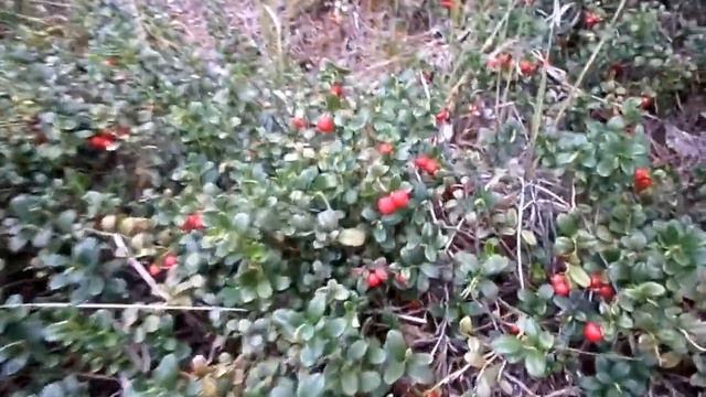 Лето-осень 2016