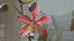 КАК РАЗБУДИТЬ СПЯЩУЮ КРАСАВИЦУ?! ОРХИДЕЯ С ВЯЛЫМИ ЛИСТЬЯМИ БЕЗ ТУРГОРА! ВОССТАНОВИТЬ ТУРГОР ЛИСТЬЕВ