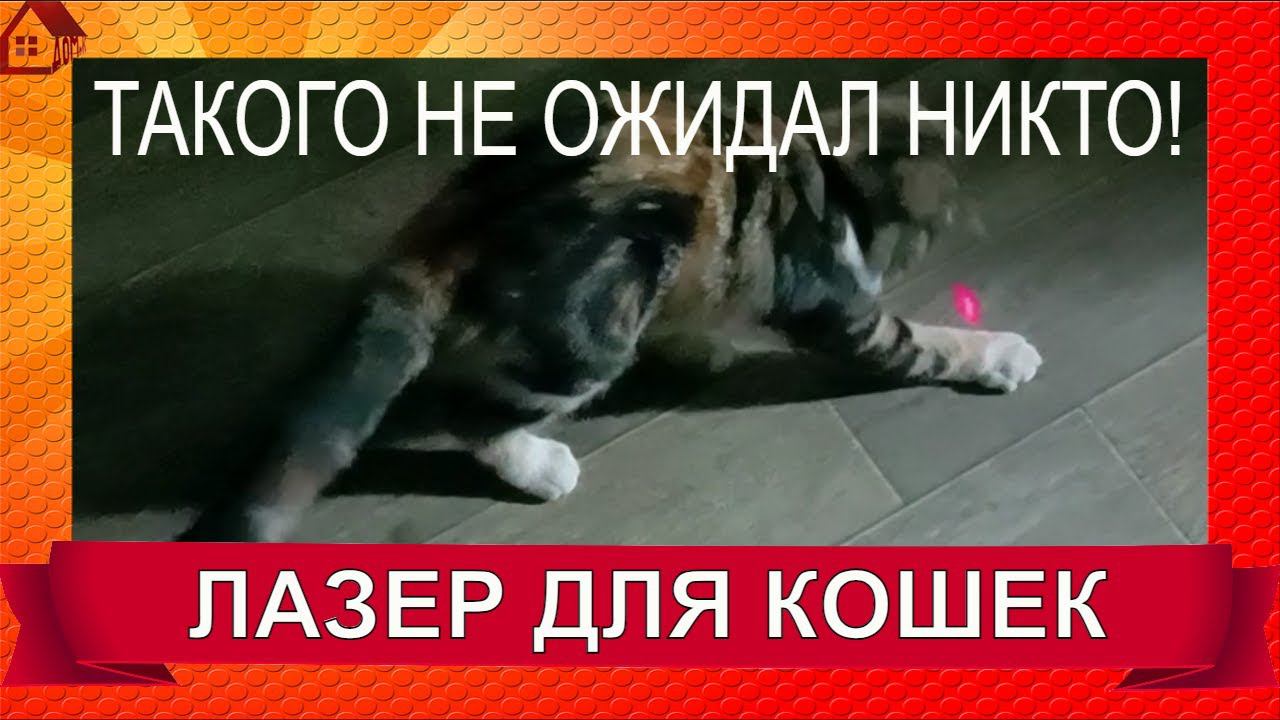 НЕОЖИДАННОСТЬ!!! ЛАЗЕР ДЛЯ КОШЕК * Ксюшкины ИГРУШКИ, Распаковка- тест