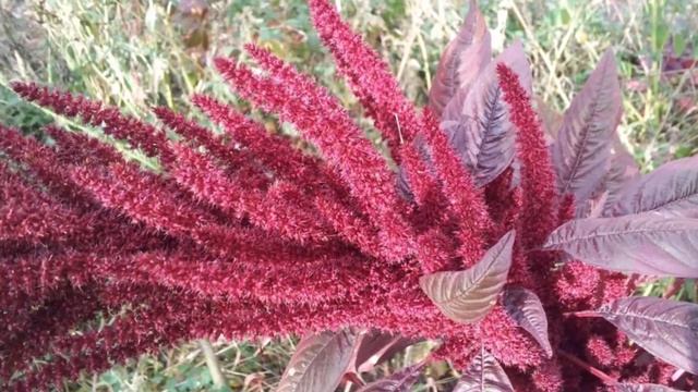 А СОРНЯК ЛИ АМАРАНТ ИЛИ ЧУДО ИСЦЕЛЕНИЯ ОРГАНИЗМА? РАССКАЖУ ВСЮ ПРАВДУ! ДОСМОТРИ ДО КОНЦА! смотреть онлайн