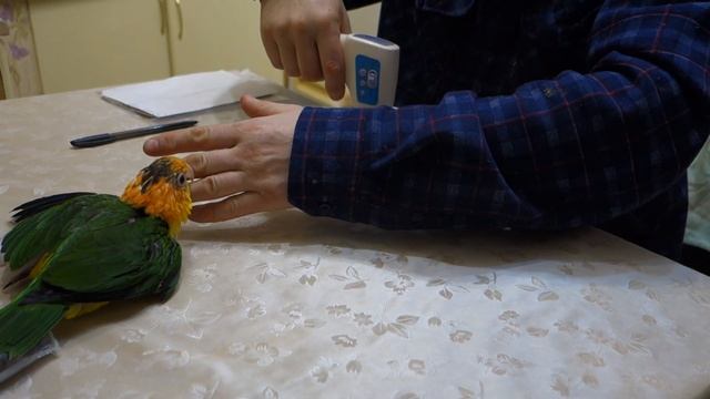 Птенец рыжеголового каика требует, чтобы его покормили. смотреть онлайн