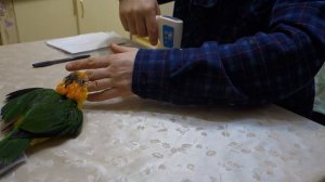 Птенец рыжеголового каика требует, чтобы его покормили.