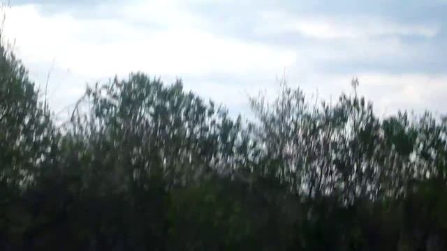 Сею подсолнечник