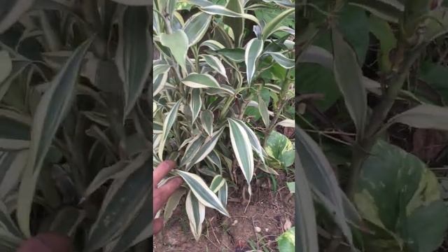 Dracaena sanderiana plant | Lucky bamboo |