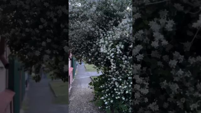 Суджа❤ смотреть онлайн