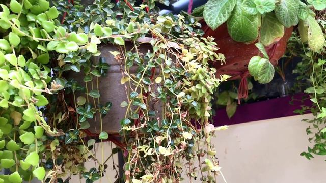 Fast growing hanging plants/beautiful cascading plants in Malayalam/evergreen turtle vine