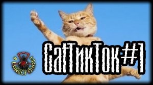 CatТикТок#1