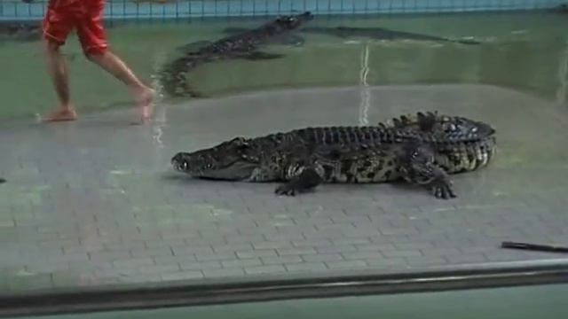 крокодилья