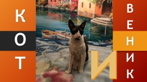 Корниш-рекс (Cornish Rex) Соник (3 серия) - ВЕНИК