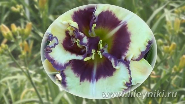 Лилейник Селекция ISLA MORADA х BLUE REALITY №16688 смотреть онлайн