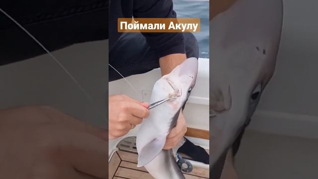 Поймали акулу во Владивостоке, Японское море. #блогвладивосток ПОДПИШИСЬ