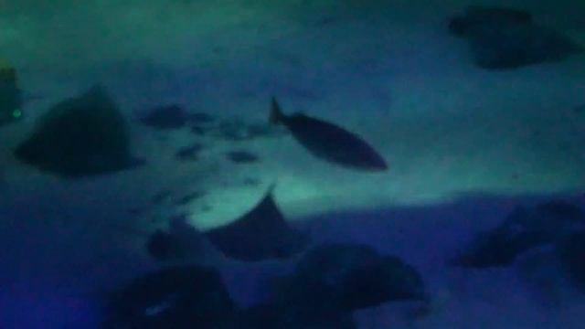 Акванариум в леголенд германия Legoland смотреть онлайн