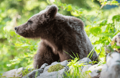 Неожиданная встреча: жители Южно-Сахалинска застали за трапезой молодого медведя