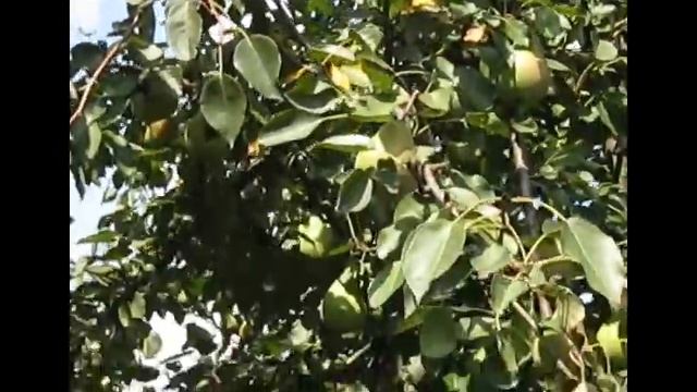 Груша "БЭРЭ БОСК",Урожай 2021 смотреть онлайн