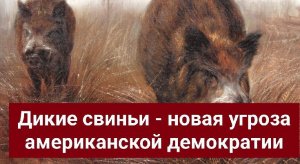 Дикие свиньи - новая угроза американской демократии