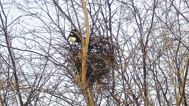Сороки вьют гнездо! смотреть онлайн