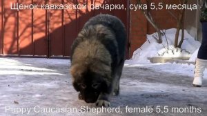 Щенок кавказской овчарки, сука 5,5 месяцев. www.r-risk.ru Тел. +7 926 220-56-03 Татьяна Ягодкина