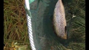 РЫБАЛКА и ПОХОД по реке Териберка. Кольский 2019. Трейлер.