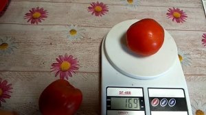 Дегустация : томат шехерезада