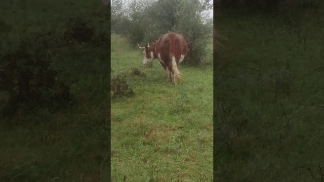 симментальская корова