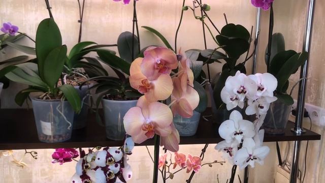 новая Орхидея жемчужина в коллекции смотреть онлайн