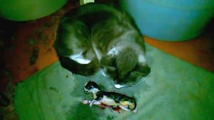 как рождаются котята
