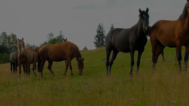 Музыка для исцеления всех болей тела, души и духа ? Расслабляющая музыка ? Nature Lover смотреть онлайн