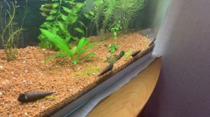 Аквариумная улитка - Шип дьявола. Содержание. Уход. Размножение