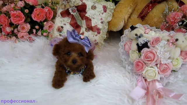 супер крошечная чайная чашка между крошечное стакане воды плюшевого мишку пуделя#467 смотреть онлайн