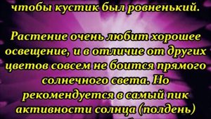Правильный уход за геранью