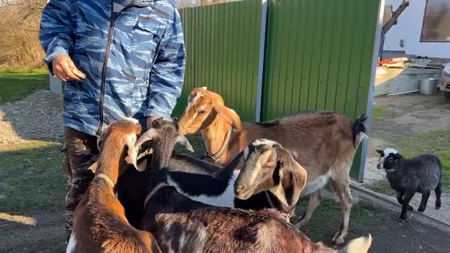 #527 Расширяем пасеку, сажаем плодовые деревья смотреть онлайн