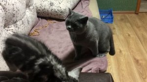 Мартик. Мон Март. Наши  славные коты. День 1.