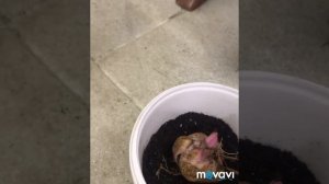 Покупка в Леруа мерлен! Посадка,проросшие лилии!