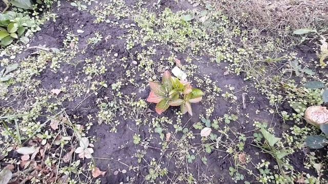 осень. 4 октября сажаю розы и хризантемы. смотреть онлайн