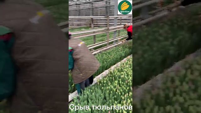 Сбор урожая тюльпанов. Часть 2.