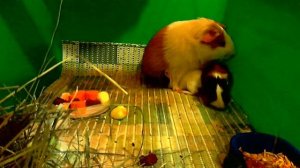 МОРСКАЯ СВИНКА КОРМИТ СВОИХ МАЛЫШЕЙ!!! МАЛЕНЬКИМ СВИНКАМ 5 ДНЕЙ!!!